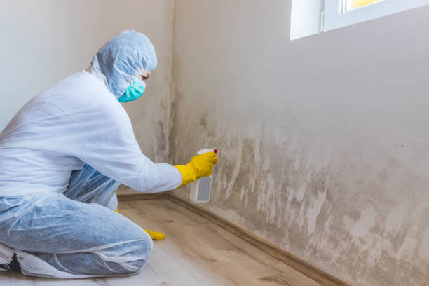 Licensed Mold Remediation service in Falls Church, VA - 24 Hour Mold Removal