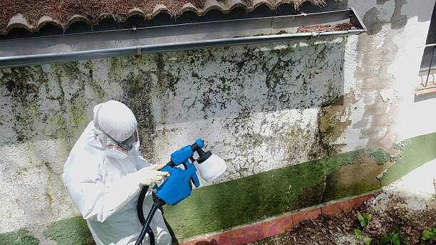 Top rated local Mold Remediation specialists in Falls Church, VA